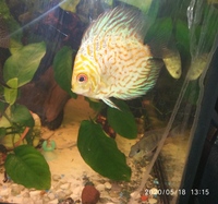 1 x Pigeon Blood Discus 3 inch & 5 x Angelfish(P.scalare) 3 inch long, 4 inch tallin in Leeds