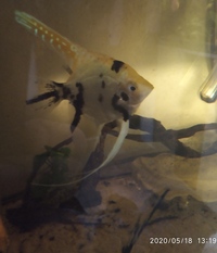 1 x Pigeon Blood Discus 3 inch & 5 x Angelfish(P.scalare) 3 inch long, 4 inch tallin in Leeds