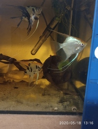 1 x Pigeon Blood Discus 3 inch & 5 x Angelfish(P.scalare) 3 inch long, 4 inch tallin in Leeds
