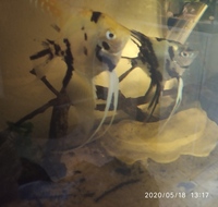 1 x Pigeon Blood Discus 3 inch & 5 x Angelfish(P.scalare) 3 inch long, 4 inch tallin in Leeds