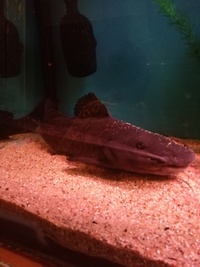 Rare oddballs for sale, marbled achara catfish and isabella orange snakehead