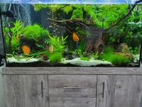 Fully planted tank
