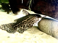 Jaguar Catfish x 6, EBJD,