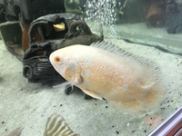 LARGE CICHLIDS/FISH - MAYAN & OSCAR CICHLIDS - MUST GO TOGETHER
