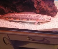 Rare oddballs for sale, marbled achara catfish and isabella orange snakehead