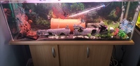 Fish Tank Setup £200