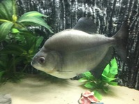 Black piranha for sale