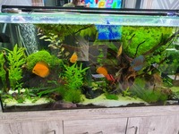 4ft fully llanted aquarium to swap for 4x4x2 or 4x3x2 tank and stand