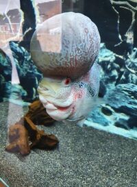 Male Red Dragon Flowerhorn 8 inch £85