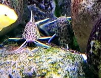 Adult f1 synodontis petricola 7cm+