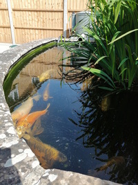 15 Koi for sale including pump, filter and control box