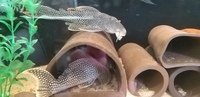 FOR SALE: 3 x L14 Sunshine Plecs £200. SOLD PENDING COLLECTION