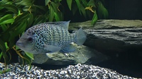 BEANI CICHLID