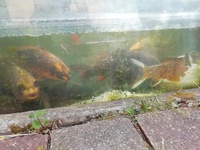 Pond for sale ... 30+ mixed carps, goldfish