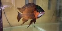 WC PETROCHROMIS SP . RED BULU POINT ......... X 2 MALES LEFT ### DELIVERY AVAILABLE ###