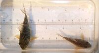Bristlenose, corydoras and shrimps