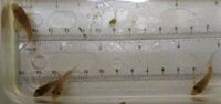 Bristlenose, corydoras and shrimps