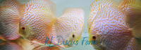 Discus Studio Top Quality Discus and Related Products