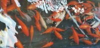 Healthy beautiful and Fancy Pond, tank, aquarium Goldfish Red Comet Fantails Shubunkins Koi for Sale