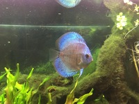 Female Discus Fish 4 inches