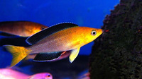 Wild Cyprichromis leptosoma jumbo Mpimbwe inches Yellowhead