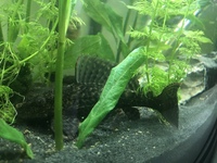 Young Common Pleco