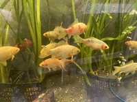 4 to 5 inches GOLDFISH OUR OWN STRAIN AND STUNNERS. ONLY £10 EACH