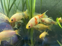 4 to 5 inches GOLDFISH OUR OWN STRAIN AND STUNNERS. ONLY £10 EACH