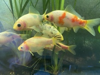 4 to 5 inches GOLDFISH OUR OWN STRAIN AND STUNNERS. ONLY £10 EACH