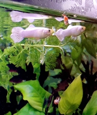 Wanted - Female platinum guppies - Surrey