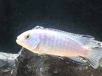 blue zebra cichlid