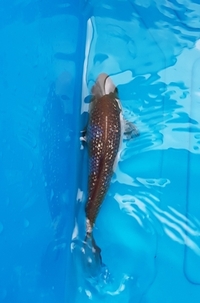 Japanese koi carp sale..