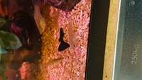 Moscow Black Dumbo Guppies for sale