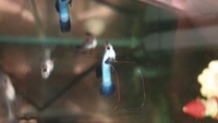 Blue Panda Dumbo Roundtail Guppy youngsters for sale