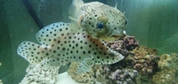 Marine fish Grouper, puffers, tangs, must go