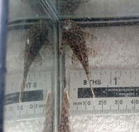 Wabenmuster Ancistrus/Bristlenose Plec/Pleco