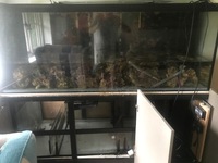 5.5ft (L) x 2.5ft (W) x 26in (H) Aquarium, sump and Fit Filtration stand.