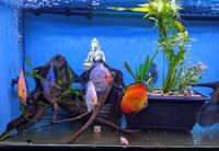Fish Tank For Sale, Cardiff