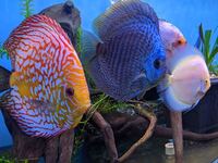 Fish Tank For Sale, Cardiff