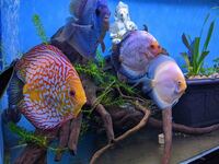 Fish Tank For Sale, Cardiff