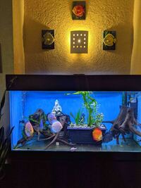 Fish Tank For Sale, Cardiff