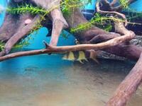 Fish Tank For Sale, Cardiff