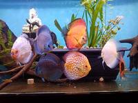 Fish Tank For Sale, Cardiff