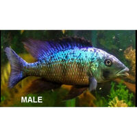1 trio of Fossorochromis rostratus - MALAWI CICHLIDS