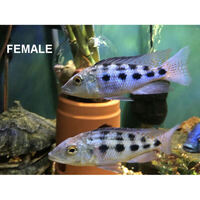 1 trio of Fossorochromis rostratus - MALAWI CICHLIDS