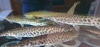 QUALITY LARGE GARS FOR SALE