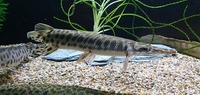 QUALITY LARGE GARS FOR SALE