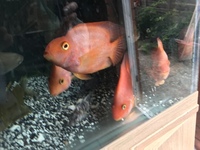 LARGE PARROTS AND SILVER DOLLARS - FISH TANK