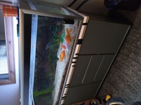 FOR SALE 130 x 50 x 50 cm aquarium with goldfish and equipment