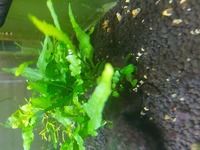 Black Crystal shrimp for sale